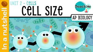Unit 2.2 - Cell Size [In A Nutshell] - AP Biology