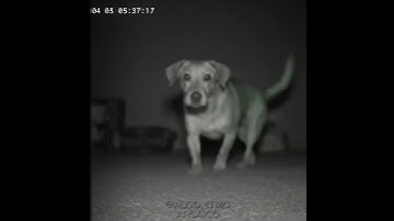 Câmera de segurança captura algo inesperado #algoritmoarcaico