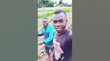 Pika Chambaaa Unasikiza Hello 
