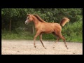 Zalia Arabians -FOALS 2016