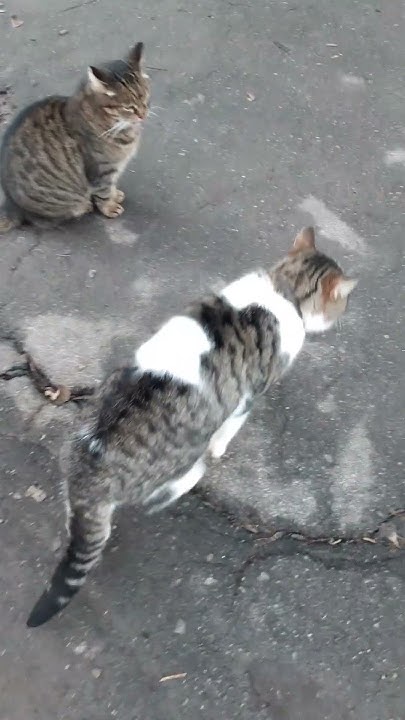 Мими котики - YouTube