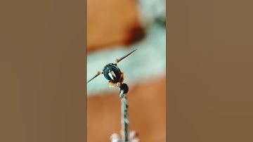 The Fly Stared Back – Epic Macro Encounter! 🐝👁️