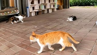 猫団地!?野良猫がたくさん居る場所に行ってきた