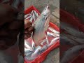 👉इस मछली को मीठे पानी का सार्क भी जाता है"This fish is also known as the freshwater shark.😱😱#shorts