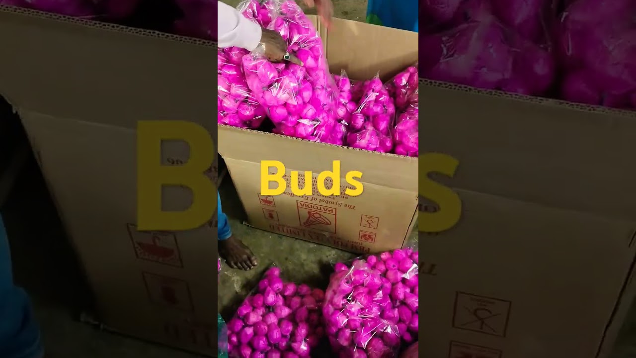 Buds / bandarwal/ rakhi wholesale market/ embroidery patches wholesale/ kolkata wholesale market