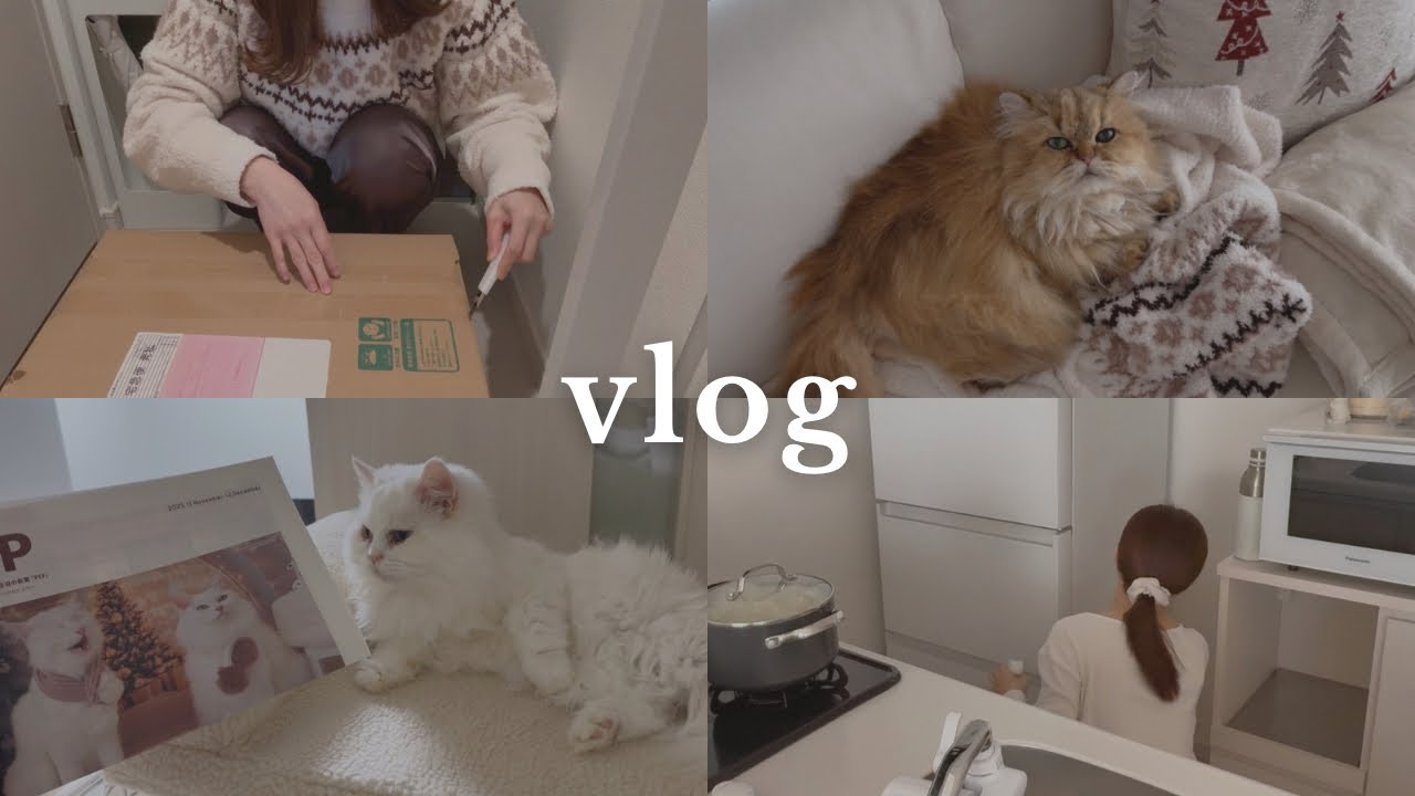 暖めた部屋で年末の掃除と猫用品を新しくする一人暮らし30代と猫のあたたかい冬の日常vlog🧣🍂