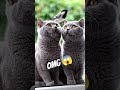 OMG 😱 dangerous..#viral #usa #viralvideo #love #cat