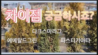 세 품종을 한 눈에. 에메랄드그린, 다크스마라그, 파스티기아타의 차이점~! (Feat. 사장님의 가슴 아픈 이야기까지)