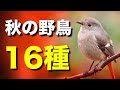 秋に見られる美しい野鳥たちを解説します!【初心者向け・鳴き声付き】