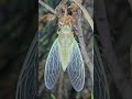 Cicada Rebirth