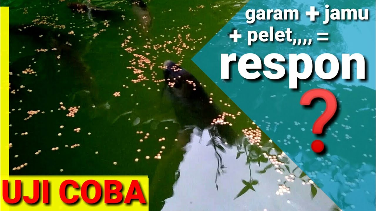 Cara mudah budidaya ikan gurame 