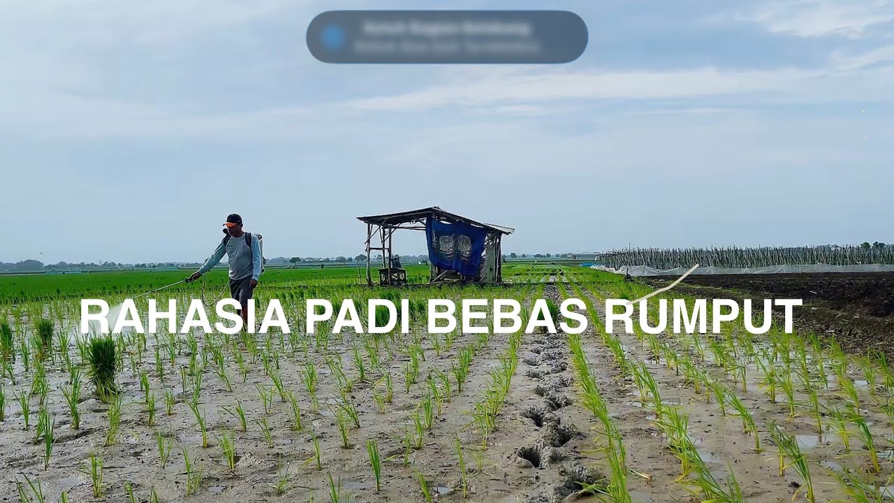 RAHASIA TANAM PADI TIDAK DITUMBUHI RUMPUT