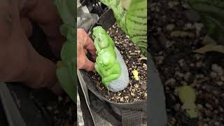 Sweetness comes in Red   #viral #educational #tomatoes