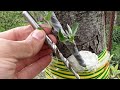 Прививка Дерева с помощью дрели // Grafting a tree with a drill