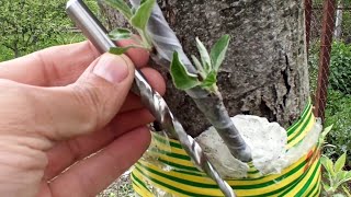 Прививка Дерева с помощью дрели // Grafting a tree with a drill