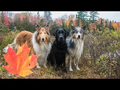 Video: 3 Pit Bulls sparas från bedrövliga förhållanden i misstänkt droghus