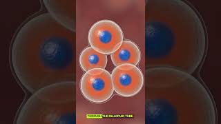How an Embryo Is Formed | Human Fertilization 3D Animation Explained