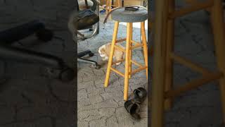 Mini Aussie puppies for sell Dallas TX