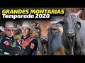 GRANDES MONTARIAS da Temporada 2020