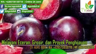 Jual Bibit Tanaman Buah Plum Ungu Siap Tanam