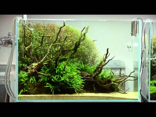 ADA view  Follow up video of NA Gallery aquariums. cm No.1