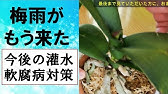 葉がしわしわの胡蝶蘭 復活をかけて一週間観察して観ます Youtube 葉がしわしわの胡蝶蘭 復活をかけて一週間観察して観ます Youtube