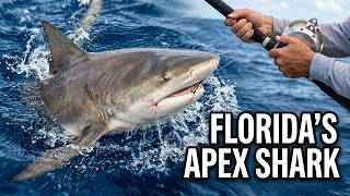 Florida's Apex  Sea Life Predators  #bullshark #fishing #sealife