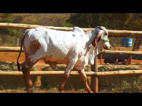 LOTE 18   RARIDADE PARACATU - RCBR510