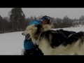 Firsttime mushers with jeanphillippe pontier and his alaskan huskies