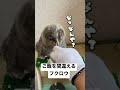 ご飯を間違えるフクロウさん