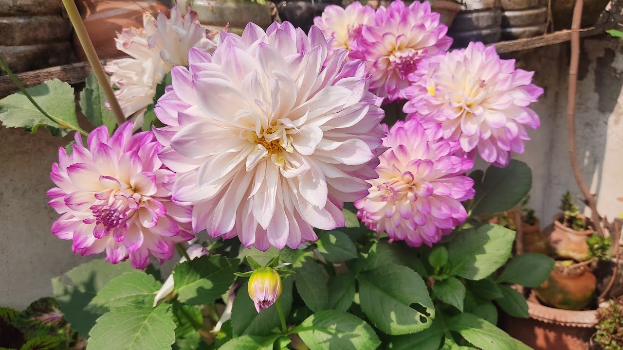 Terrace Garden Tour🌼🌸✨ 