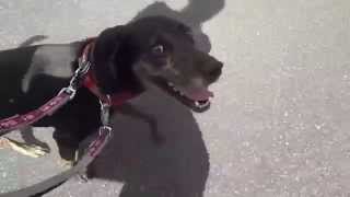 GUNDOG RESCUE CACI プロットMIX(?) メグ・ライアン メグライアン 検索動画43 GUNDOG RESCUE CACI プロットMIX(?) メグ・ライアン メグライアン 検索動画 43