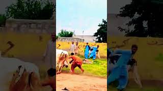 bull 2026 #shorts #shortvideo #youtubeshorts #fatehjangibulls #domail #animals #cow #bull #jaffer