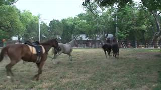 后里馬場 2018 0524 坐騎 308 夏和 40 摩西 48 魔戒 505 基羅