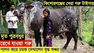 মৃত পুত্রবধুর রেখে যাওয়া বড় গরু পালন করে চমক দেখালেন বৃদ্ধ শুশ্বর। কিশোরগঞ্জের বড় গরু টাইগার