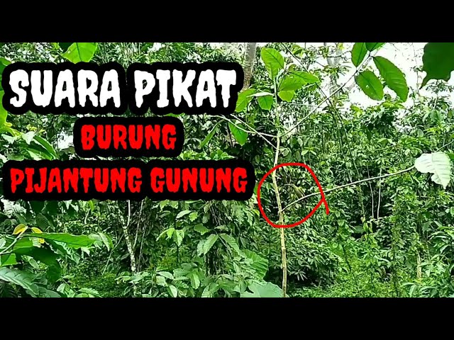 Suara Untuk Memikat Burung Pijantung Gunung (Ampuh) class=