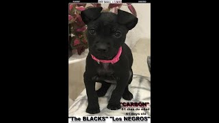 Carbón. Los S M. Carver F. Boudreaux The Blacks. Black Budrax Aka Carbón