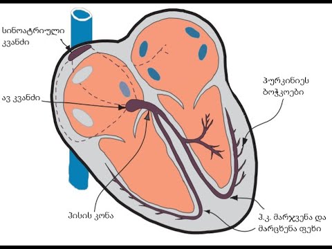 ეკგმანი - ლექცია 1 - გულის ელექტრული სისტემა