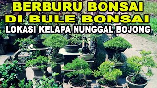 Eps. Berburu Bonsai Di Lapak Bule Bonsai Lokasi Kelapa Nunggal Bojong