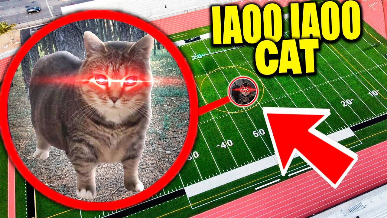 Notre DRONE trouve OIIAOIIA CAT dans LA VRAIE VIE !! * ils existent vraiment !! *