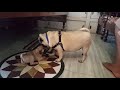 Pug dog love