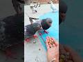 How to handtame pigeon youtubeshort bird pigeon pigeonlove kabootar birdspecies pigeonbird