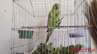 Talking Parrot Eating Vegetables screenshot 1