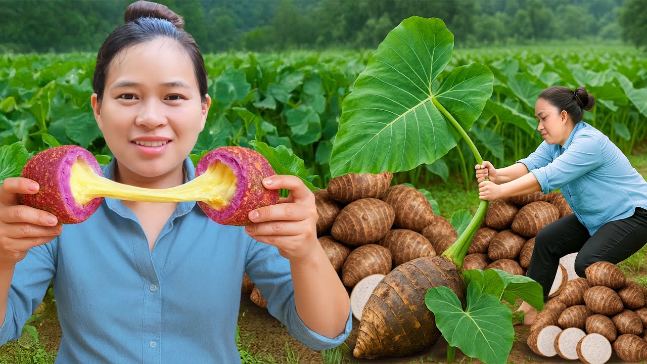タロイモ収穫からデザート作りまで｜自然の甘みを楽しむ🍠🍮