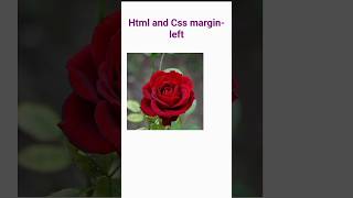 Html CSS me Margin-left kese lagaye 📄🖼️#viral #html #shorts #youtubeshorts @yora_entertain