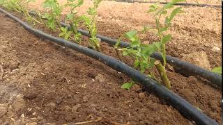 Manguera De Riego Con Gotero Insertado A Cada 20Cm