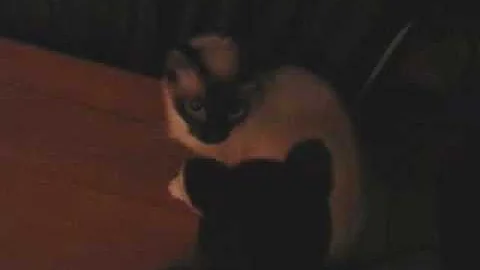 Video 2682511: siamese, pets attack, meow animals
