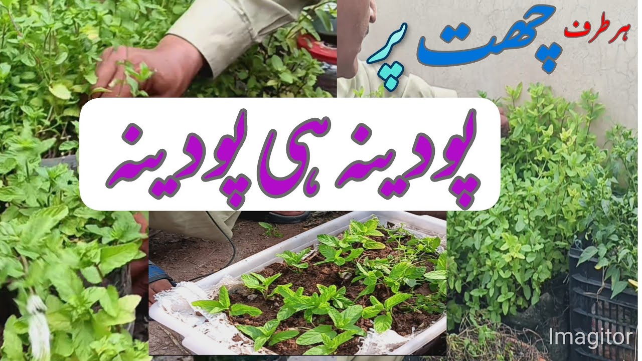 How to grow TONS of mint & harvesting.How to fast grow mint cutting at home in container.