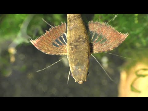 Video: Hoe maak je gezonde zelfgemaakte hondenhapjes