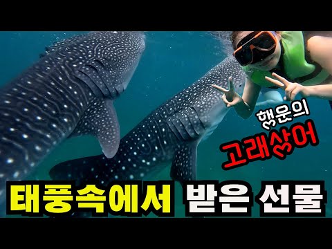 태풍도 막지 못하는 날씨요정의 생일선물.A birthday present that can't stop a typhoon.ㅡCEBU